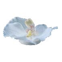Orchid Heads Set Of 12- A - A
