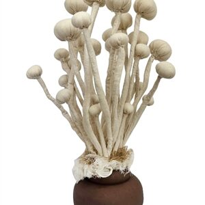 Enoki Mushroom Sculpture- A