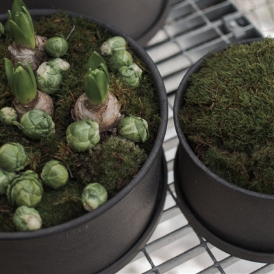 PLANT BOWL 2-set brown - Imagen 4