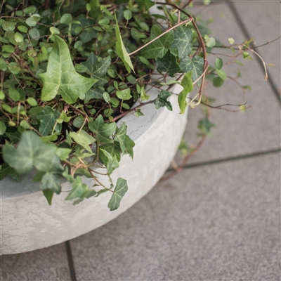 GARDEN BOWL - White - Imagen 3